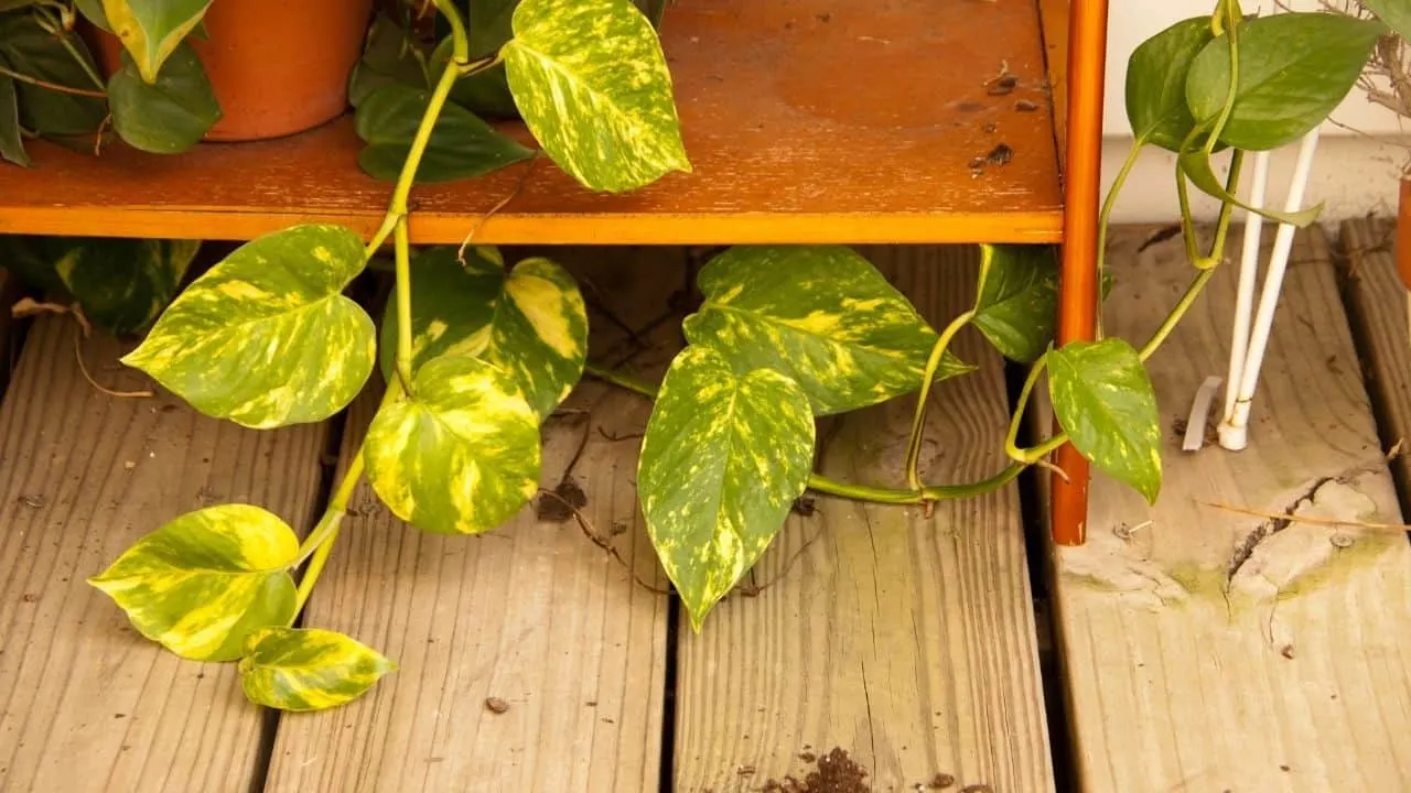 Pothos Dying