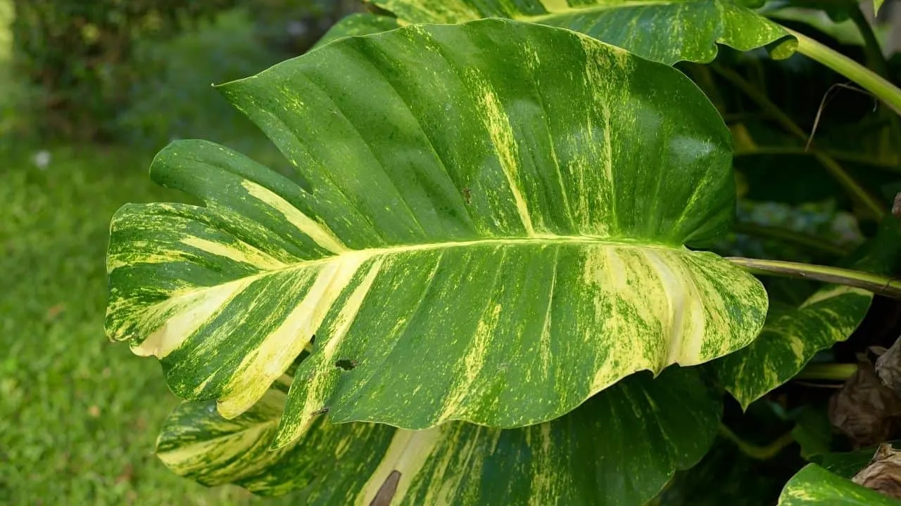 Pothos Leaves