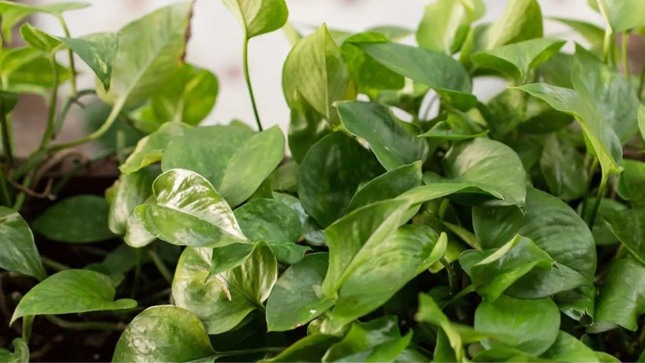 Pothos Plant