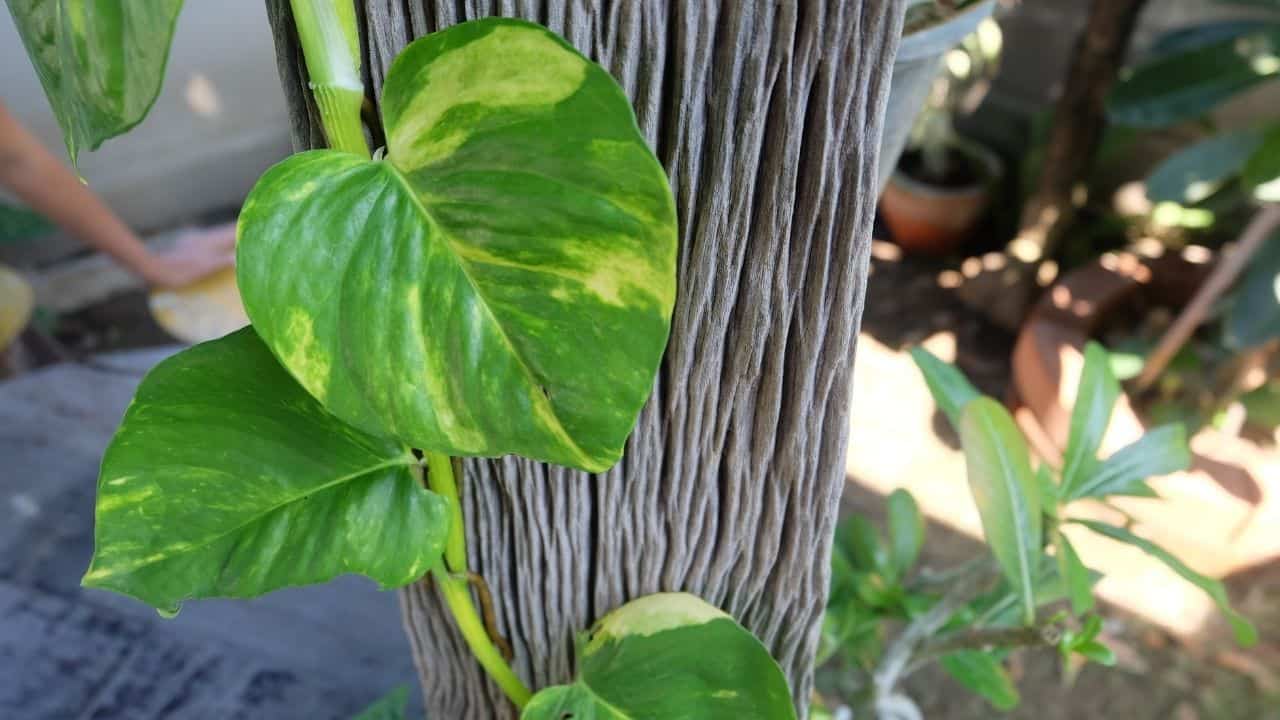 Pothos Totem