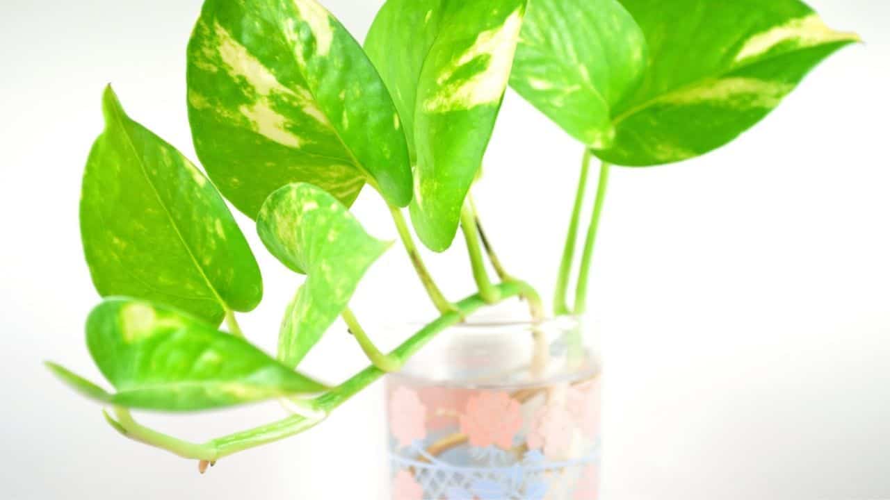 Pothos in Water