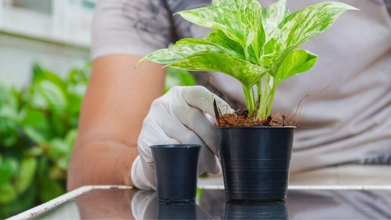 Repotting Pothos