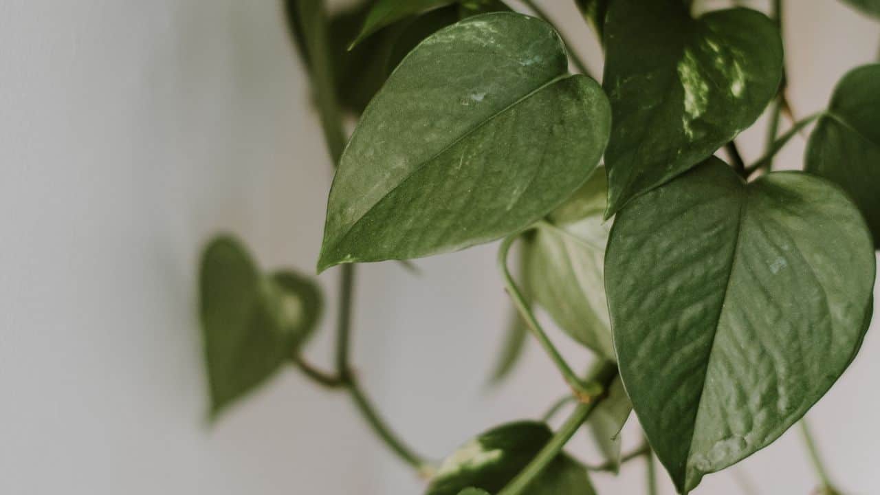 Trailing Pothos