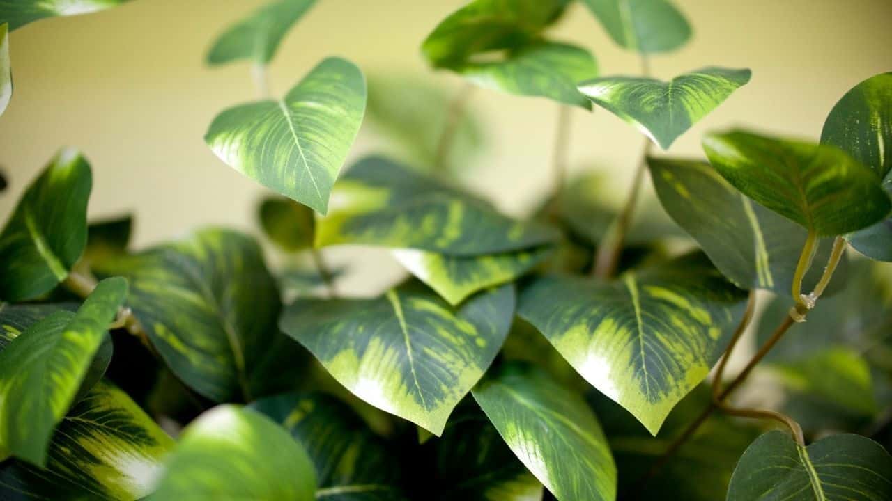 Trimming Pothos