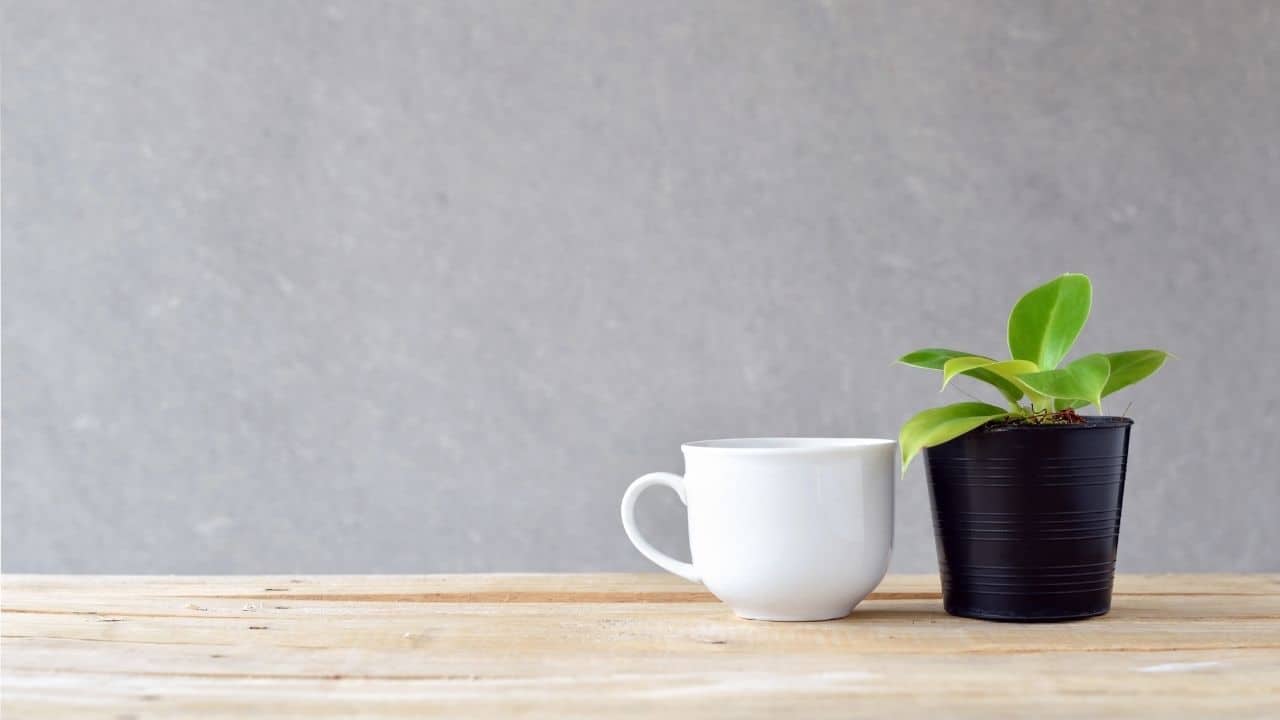 Watering Pothos