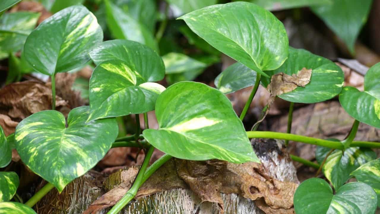 How to Save an Overwatered Pothos — Top Tips! 1