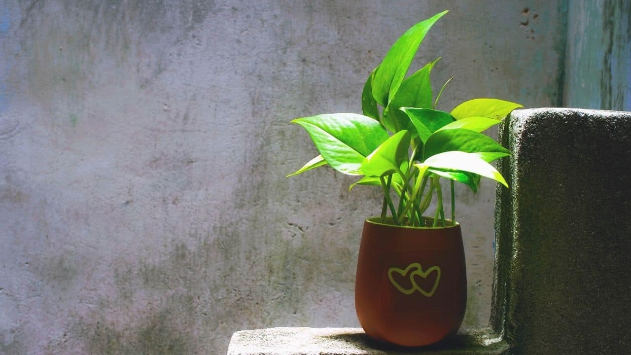 Pothos Varieties