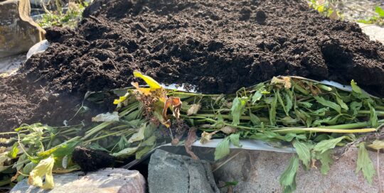 Lasagna gardening is one way to use garden debris.