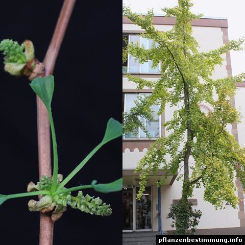 ginkgo biloba