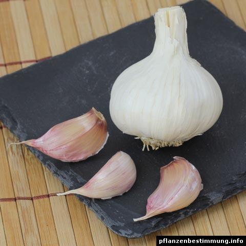 knoblauch