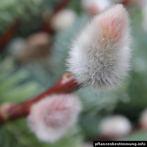 salix species