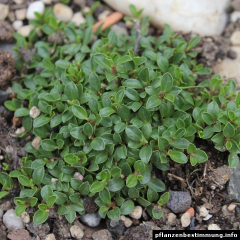 salix serpyllifolia