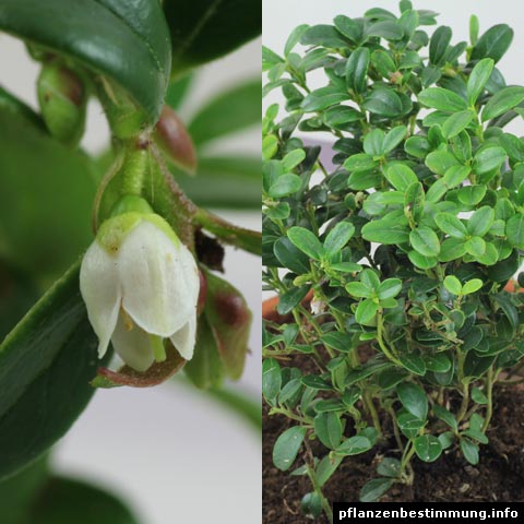 Vaccinium vitis-idaea (Preiselbeere, Kronsbeere)