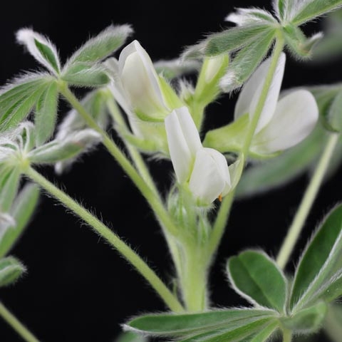 Weiße Lupine