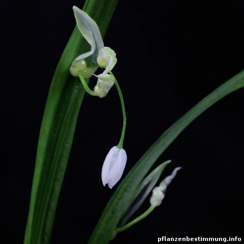 Allium paradoxum