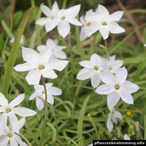 Ipheion uniflorum