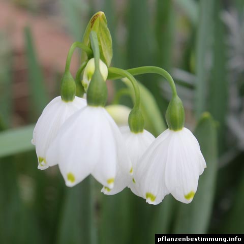 Leucojum aestivum