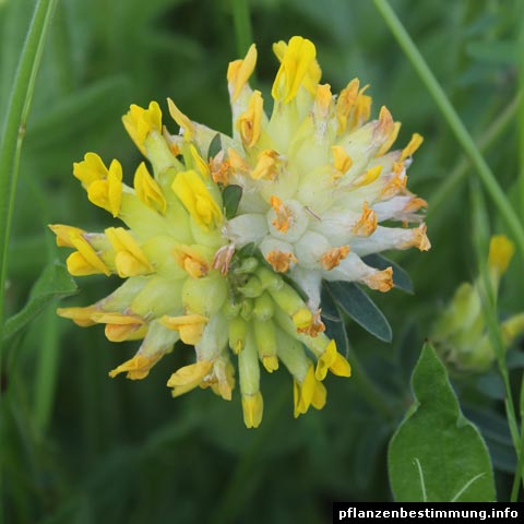 Anthyllis vulneraria