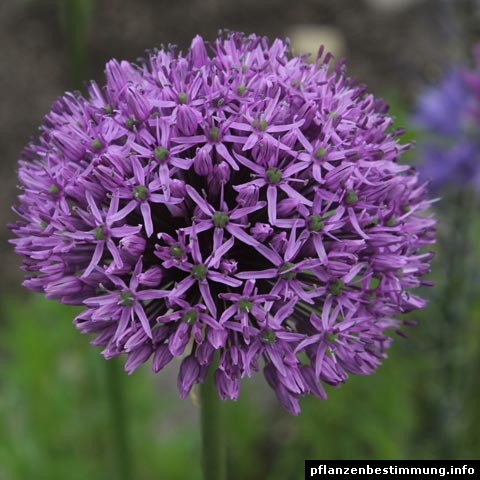 Allium aflatunense