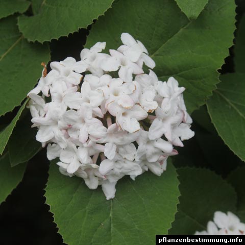 Viburnum carlesii