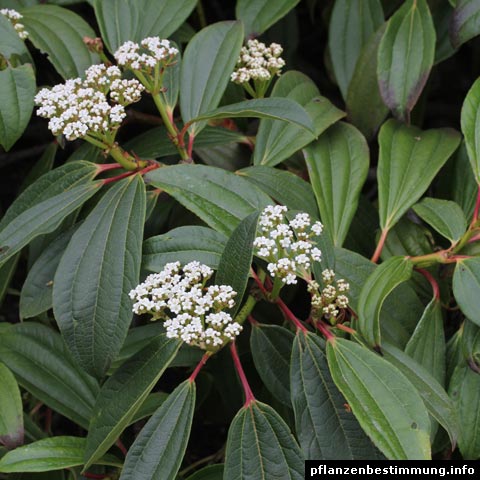 Viburnum davidii