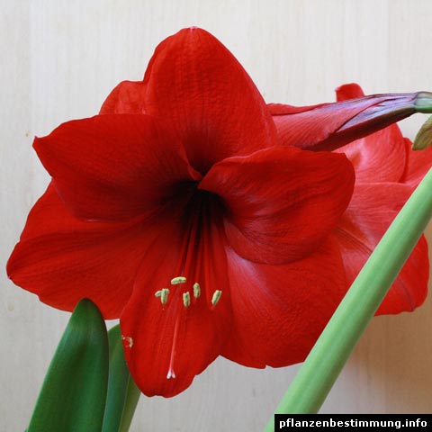 Amaryllis Red Lion