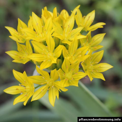 Allium moly