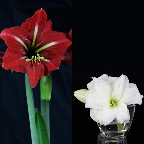 Hippeastrum Kolibri