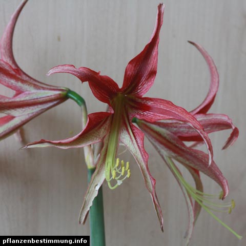 Hippeastrum La Paz