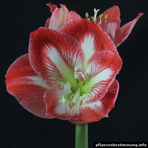 Hippeastrum Minerva