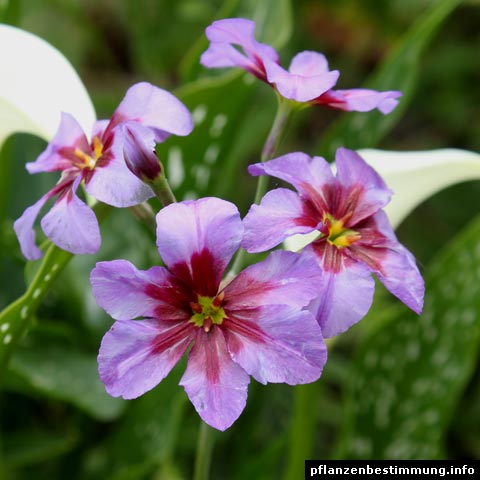 Leucocoryne ixioides