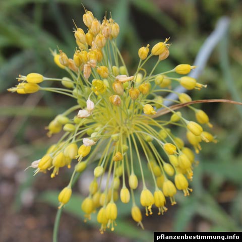 Allium flavum