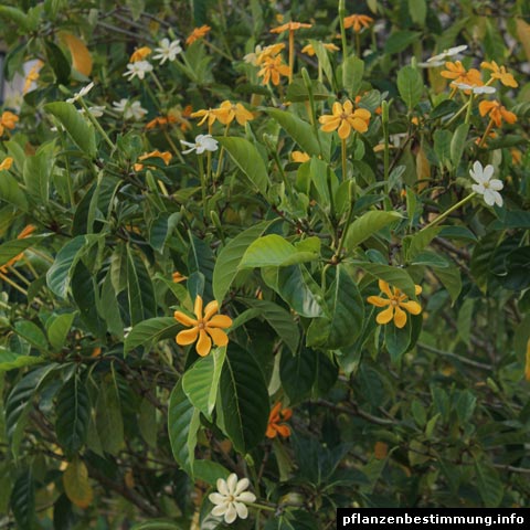 Gardenia carinata