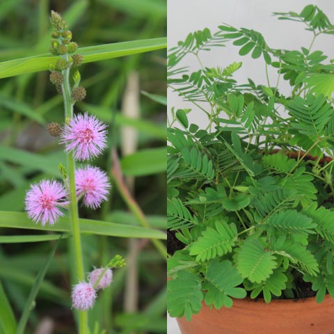 Mimosa pudica