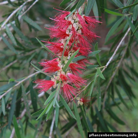 Callistemon