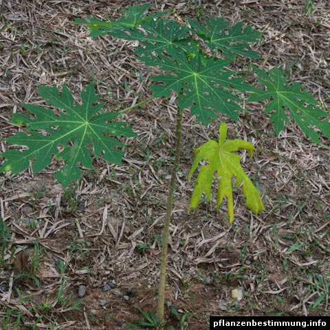 Carica papaya