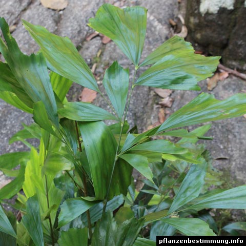 Caryota