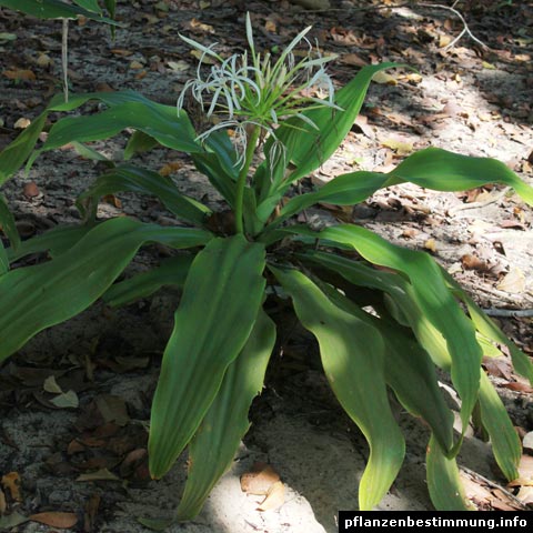 Crinum asiaticum