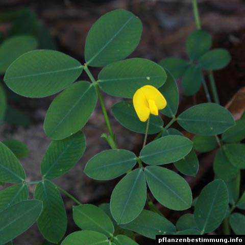 Arachis pintoi