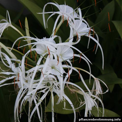 Hymenocallis sp.