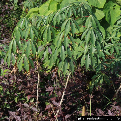 Manihot esculenta