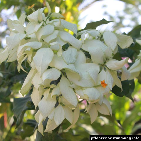 Mussaenda white