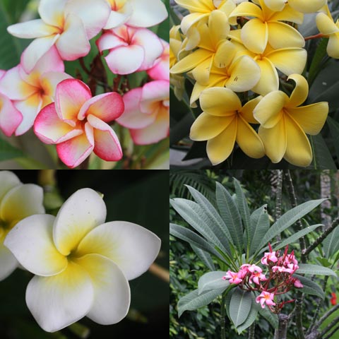 Plumeria