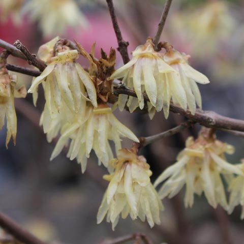 Chimonanthus praecox