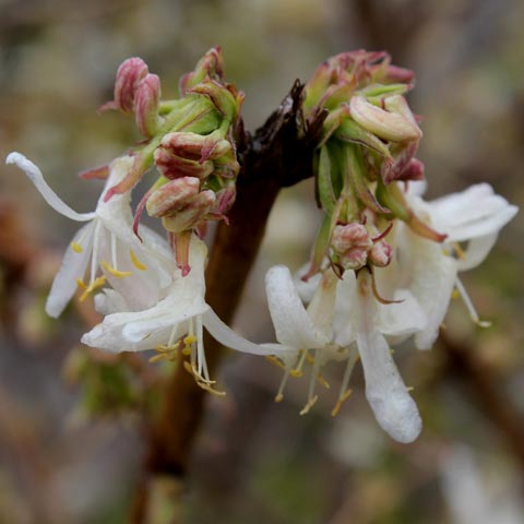 Lonicera fragrantissima