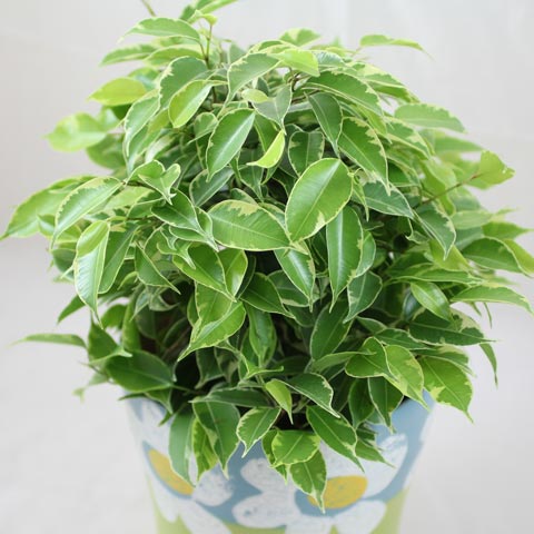 Ficus benjamina Kinky