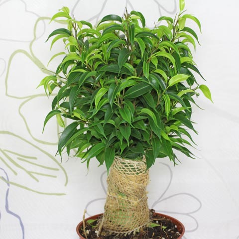 Ficus benjamina Natasja