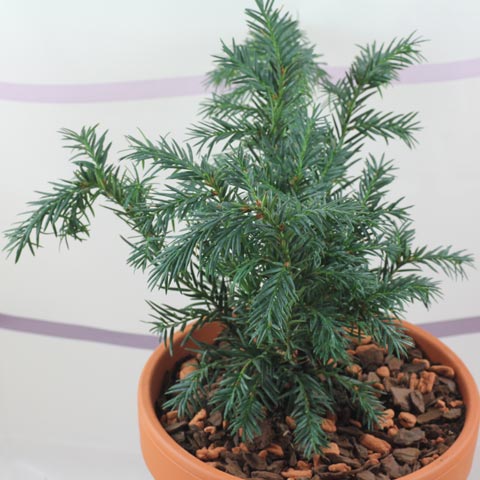 Taxus baccata