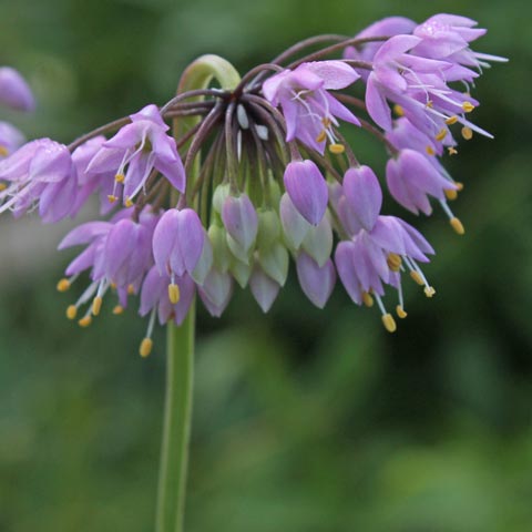 Allium cernuum