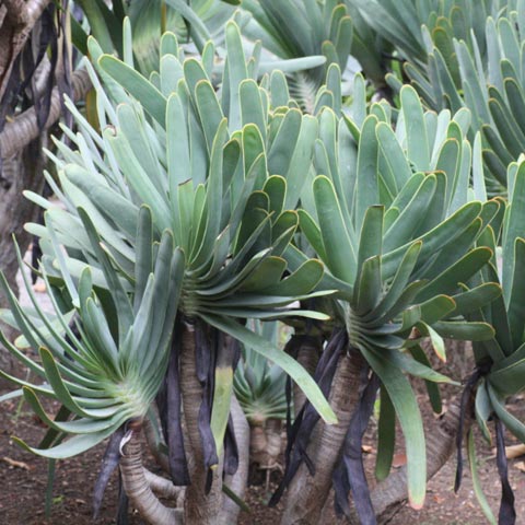 Aloe plicatilis